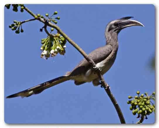 Chandigarh State bird, Indian grey hornbill, Ocyceros birostris
